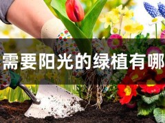 不需要陽(yáng)光的綠植有哪些